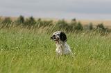 SETTER ANGLAIS 295
